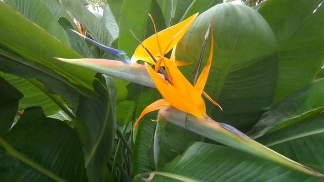 Март 2026. Оранжерея