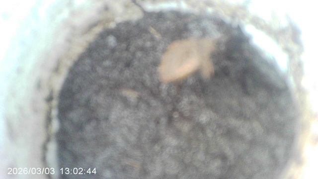 Экспериментальное выращивание кабачка - посеял семена в феврале 2026