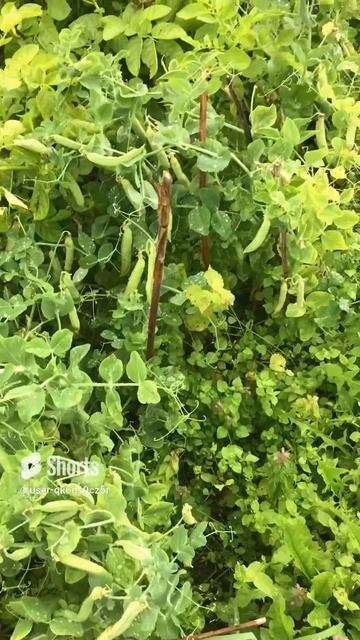 Ленинградская область. Хвойное. 29.07.2024. Дача. Урожай гороха