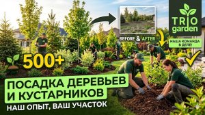 Посадка деревьев и кустарников