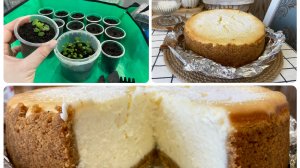 Черенки хризантемы мультифлоры укоренились. Вкусный чизкейк.