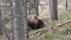 МЕДВЕДЬ здесь ОТДЫХАЕТ Глухая ТАЙГА Рыбалка Охота Сибирь БУШКРАФТ Черемша