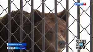 Медведи Ляля и Балу в нижегородском зоопарке вышли из спячки