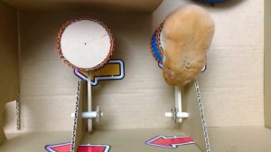 Хомяк притворяется, что играет в «Туалетные ловушки» — красочный лабиринт с хомяками