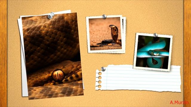 Stive Morgan - Merging of Two Hearts