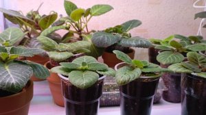 девочки вы только посмотрите на эти глоксинии 🤦♀🙏размер розетки 40см !вот это лошадки 😃