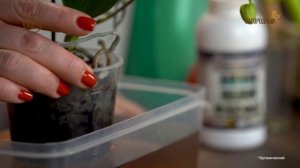 Мой Загородный 235