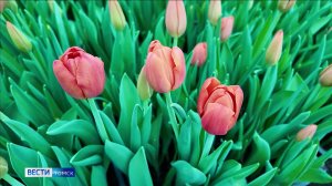 Вести-Томск, выпуск от 02.03.2026 21:10