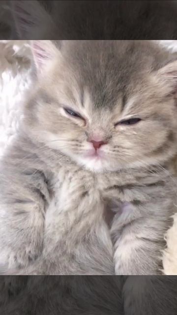 Не проснутый. Голодни. Злой😡