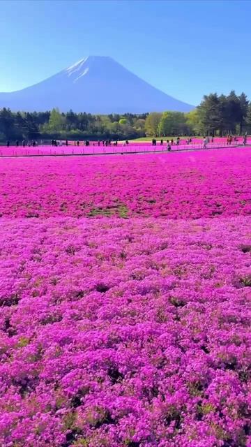 Ежегодный весенний праздник в Японии у подножия горы Фудзи, где на 2,4 гектарах цветут более 800 000