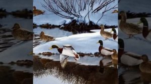 пришла весна