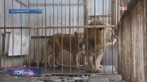 Житель Новой Москвы устроил у себя на участке нелегальный зоопарк