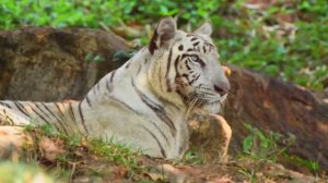 МУЗЫКА, ПОМОГАЮЩАЯ РАССЛАБИТЬСЯ