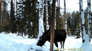 ЛОСИ НА СОЛОНЦЕ 08.02.2026год. / Хозяйка солонца или просто Единоличница:))