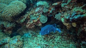 PHILIPPINES__APO_ISLAND