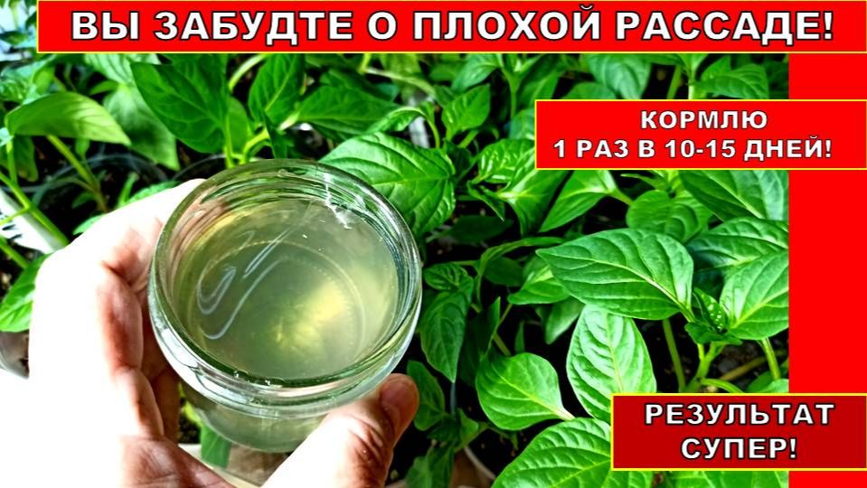 ВЫ ЗАБУДЕТЕ О ПЛОХОЙ РАССАДЕ! ПОДКОРМКА РАССАДЫ ОРГАНОМИНЕРАЛЬНЫМ УДОБРЕНИЕМ