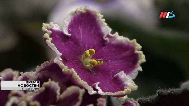 Волгоградцам представили более 60 сортов редчайших фиалок