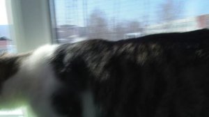 Ищу тебя, хозяин