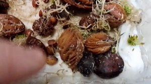 Первый из стратифицированных косточек абрикоса. 03.03.2026г.