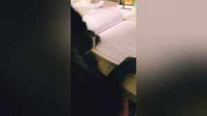 Моя собака!