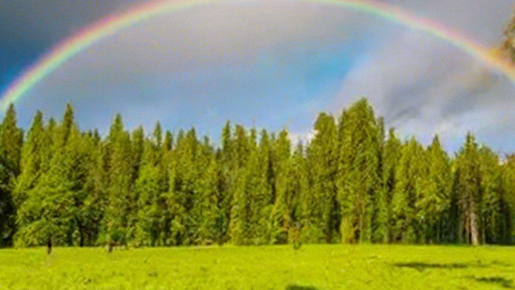 от  тоски  и  печали