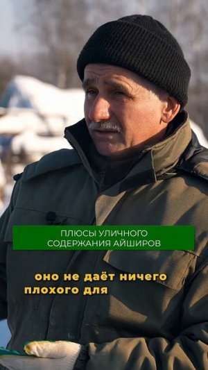 Можно ли содержать коров на улице? Рассказали подробно в полном выпуске! #коровы #скот #ферма