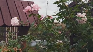 Вот это я напридумывала!  Что только не сделаешь для своих растений))))