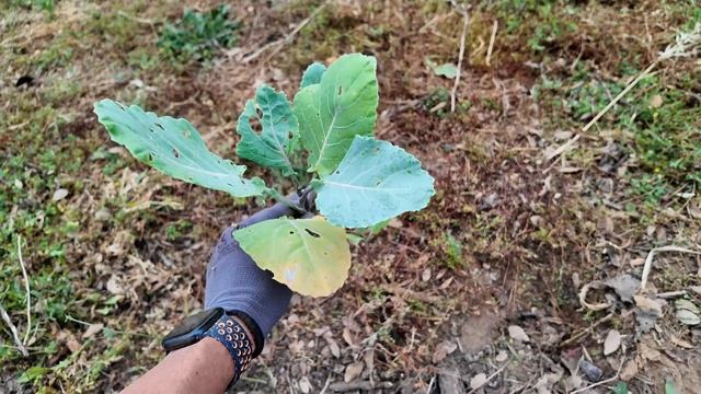 Компост, мульча и уборка скошенной травы на участке в Португалии. Выпуск 7(Дом в Португалии)