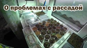 Говорим о проблемах с рассадой