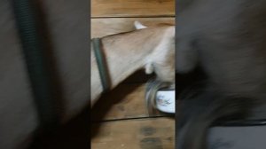 Дойка альпийской козы незадолго перед запуском.