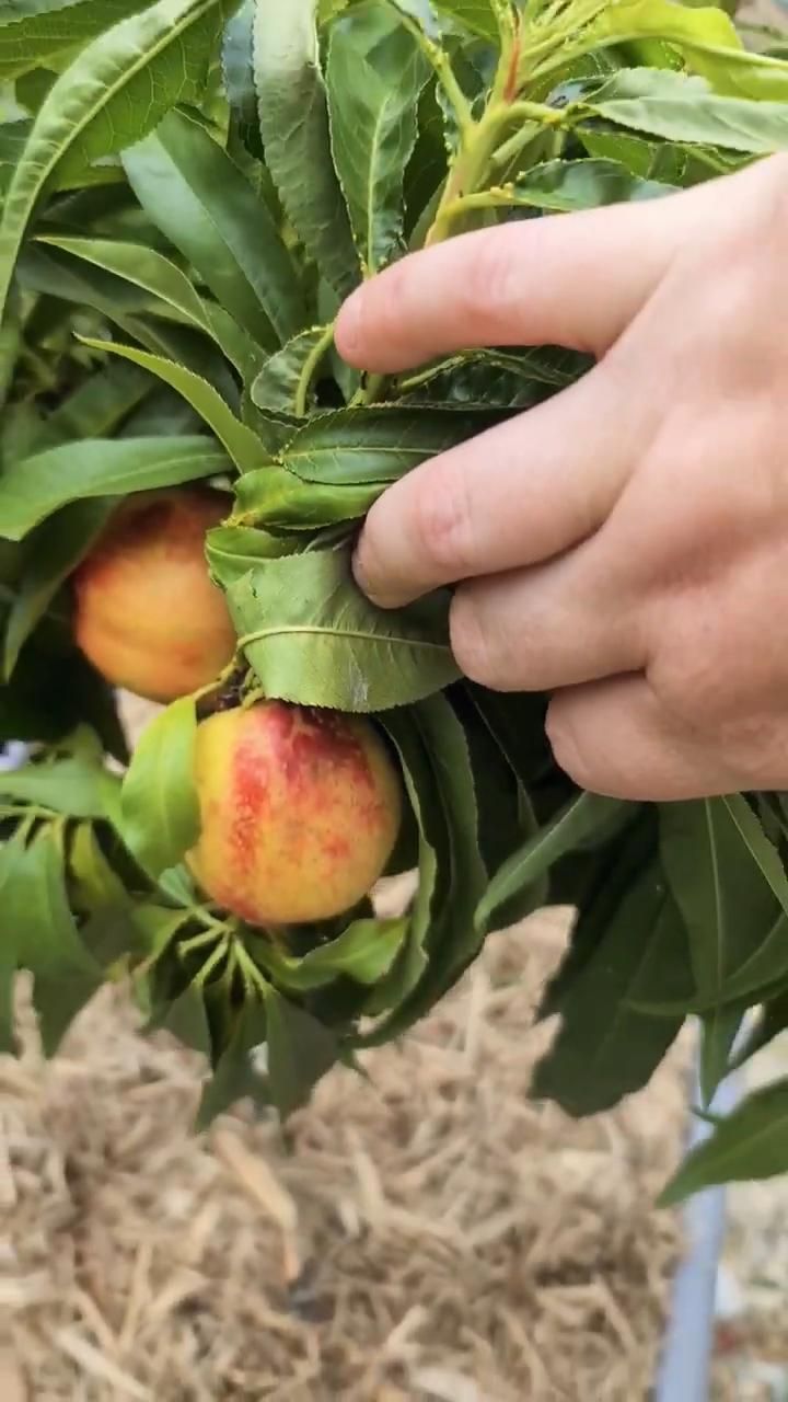 Мини нектарин Мистер Перси Ростов-на-Дону