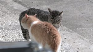 Для всех существ конфликты на ровном месте это нормально. Все чушпаны)