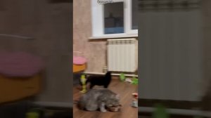 Кошачий интернат изнутри. Навещаю спасенышей