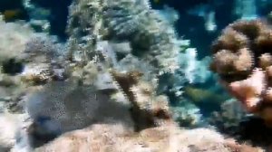 MOV_20260224_191743_807.mp4