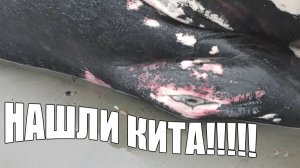 НАШЛИ КИТА НА БЕРЕГУ ОХОТСКОГО МОРЯ! САХАЛИН