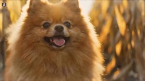 Нейрофильм "Хороший парень"