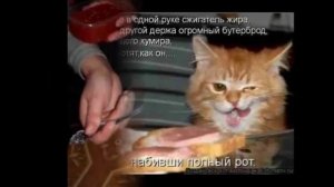 Анекдоты про штирчапая и других