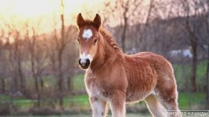 #Коран#АльБакъара#СамыеКрасивыеМеста#Relaxation##Islam#Quran#AlBaqarah'#Minshawiy #4кВидео#29часть#