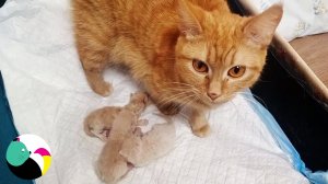 Мама-кошка родила троих котят