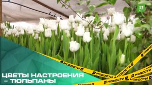 Цветы настроения – тюльпаны. Как на Южном Урале выращивают голландские луковицы к 8 марта?