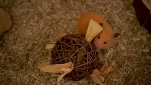 Распаковка Hamster Mail 🐹📦