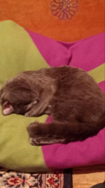 Продолжаем рубрику "Сон кота Атоса" #shorts #котатос #коты #животные #атос