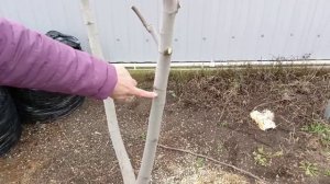 Как мы обрезали инжир.