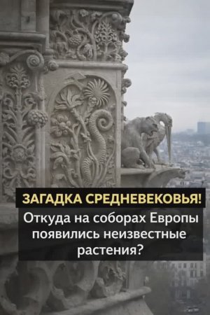 Откуда на соборах Европы появились неизвестные растения ? Часть 1
