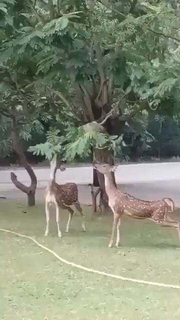 Как обезьяны в Индии помогают оленям есть листья с высоких веток.