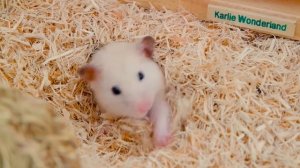 Прощай, Ваниль 💔