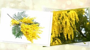 С Днём мимозы! 14 марта