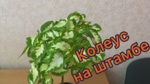 Колеус на штамбе