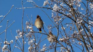 Зимние пейзажи❄️ Пение птиц🕊️ Релакс🫶🏻  Живая природа🐾 Зимний лес ❄️🌲