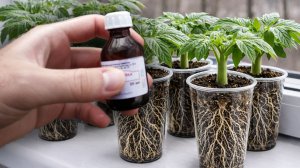 1 Капля и рассада толстеет на глазах! Толстые стебли и много густых корней